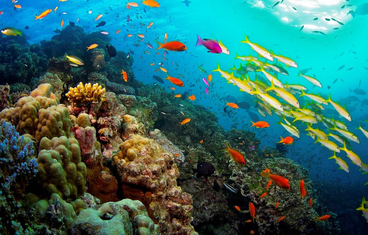 Barriere coralline: alcune specie resistono al riscaldamento, ma non senza conseguenze