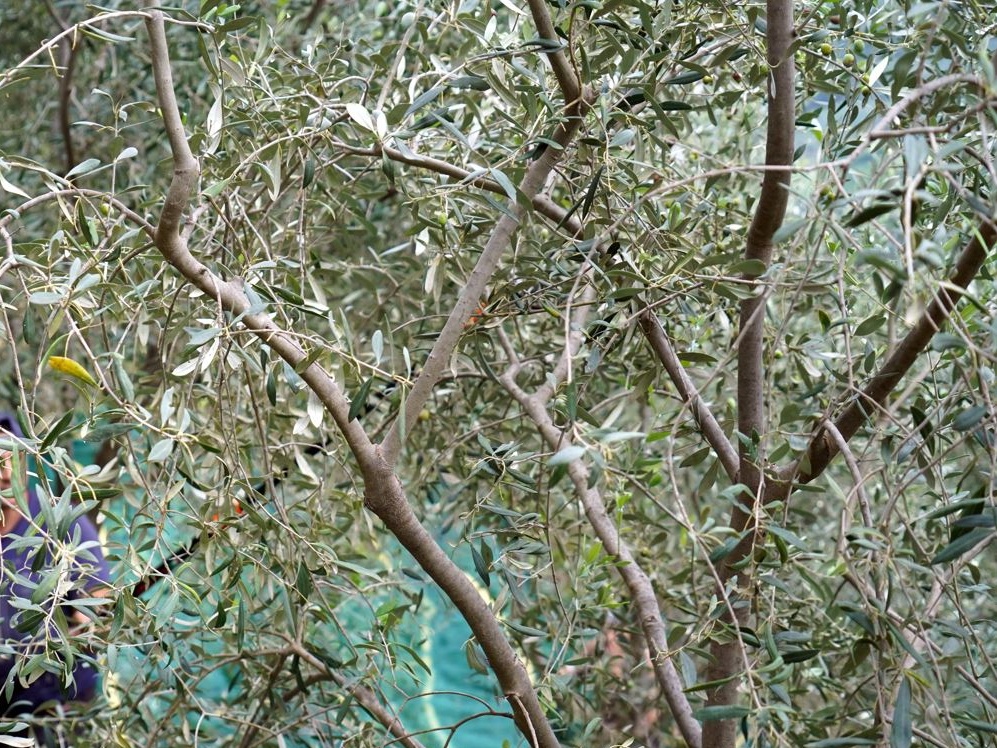 Giornata mondiale dell’olivo, il doppio volto dell'oro verde: record di esportazioni, ma la Xylella oscura l'orizzonte