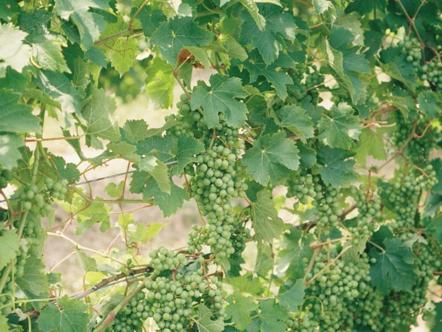 Vendemmia Moscato Bianco 2025: ottima qualità per l’Asti Docg ma pesano i dazi USA