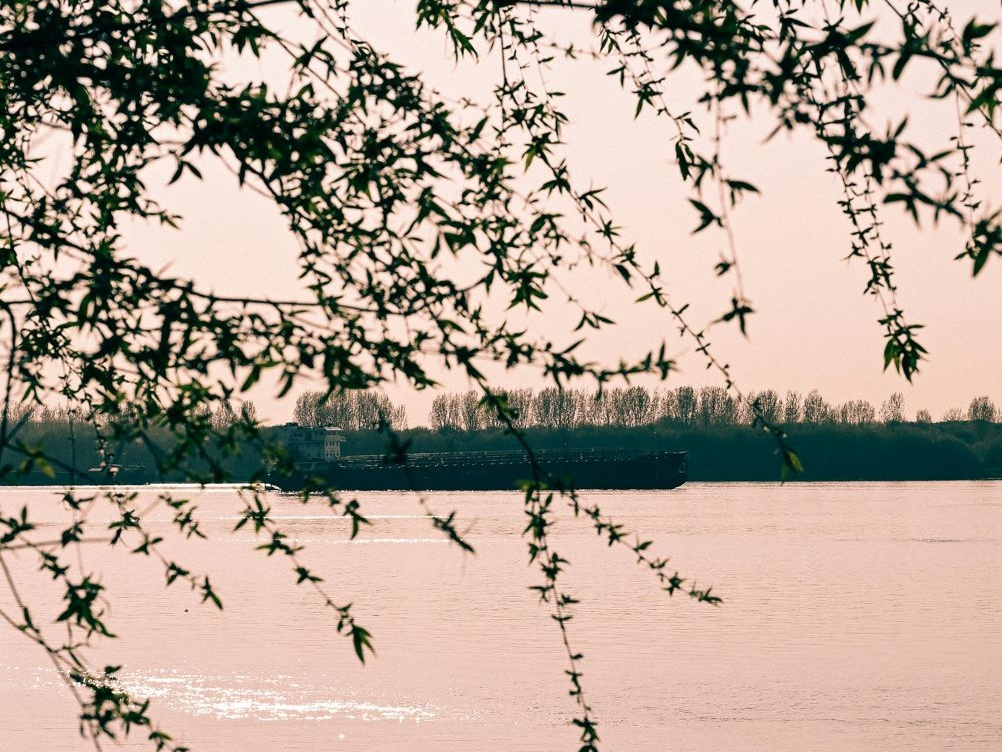 Cina: come versi millenari possono salvare dall'estinzione una rara specie di mammifero acquatico