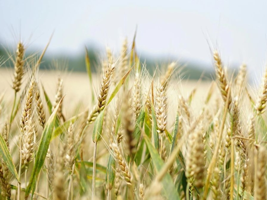 Grano: blitz Coldiretti al porto di Manfredonia contro falso made in Italy (+82% Canada)