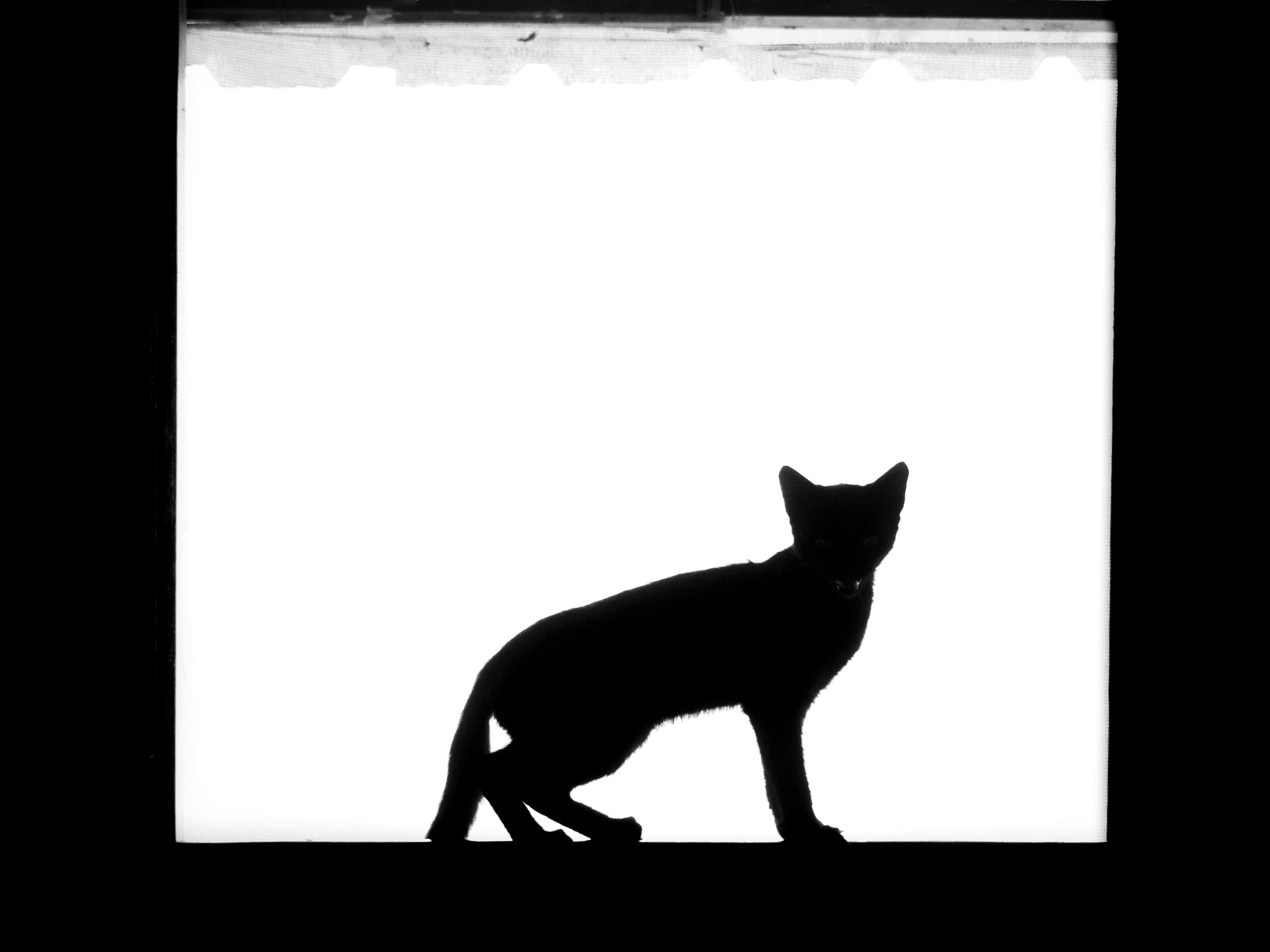 Leonardo da Pinchy, ladro gentilgatto: diario di un cleptomicio col pallino per le mutande