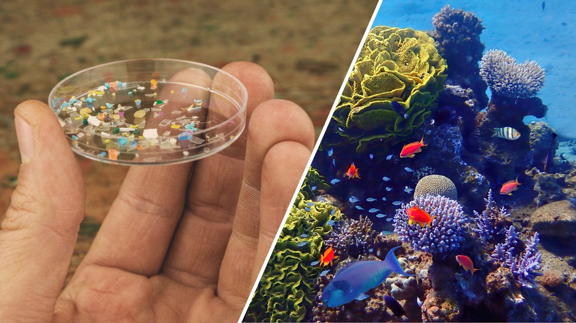 Ambiente: ENEA dimostra la tossicità delle nanoplastiche per gli organismi acquatici