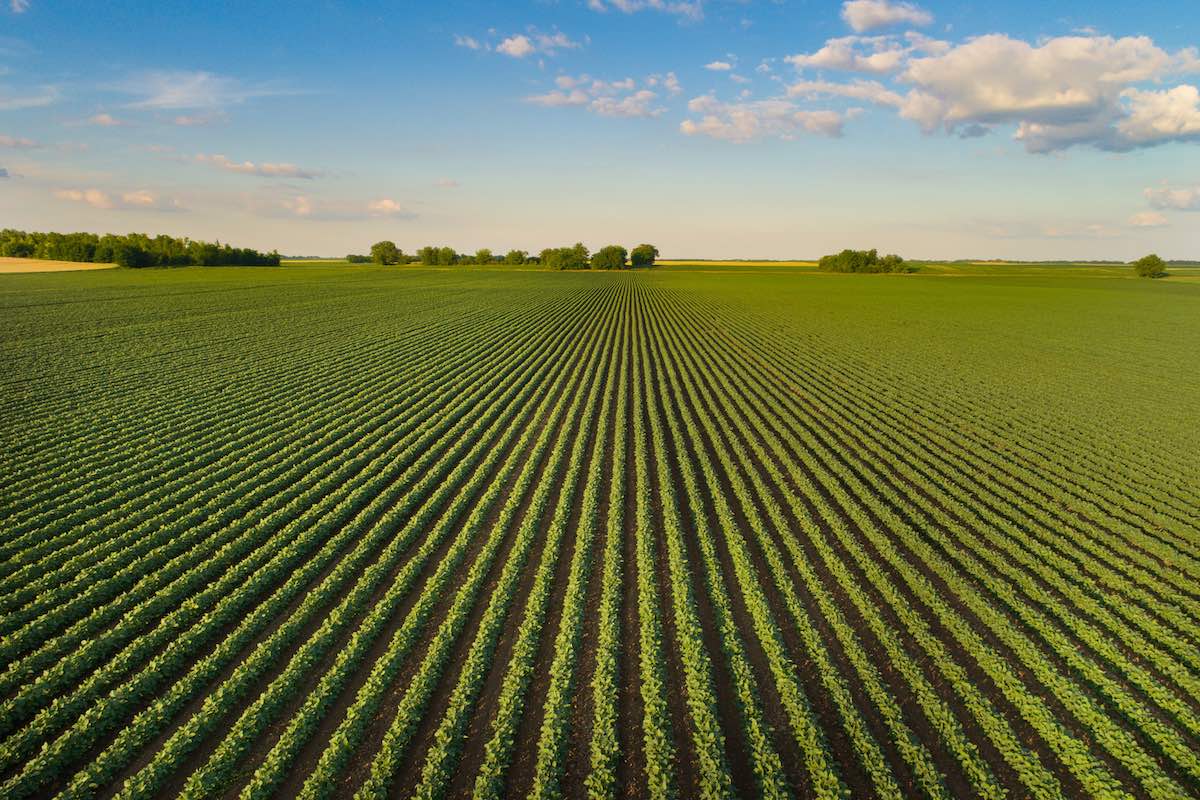Allarme FAO: metà delle colture chiave rischia di perdere i terreni migliori entro il 2100 a causa del clima