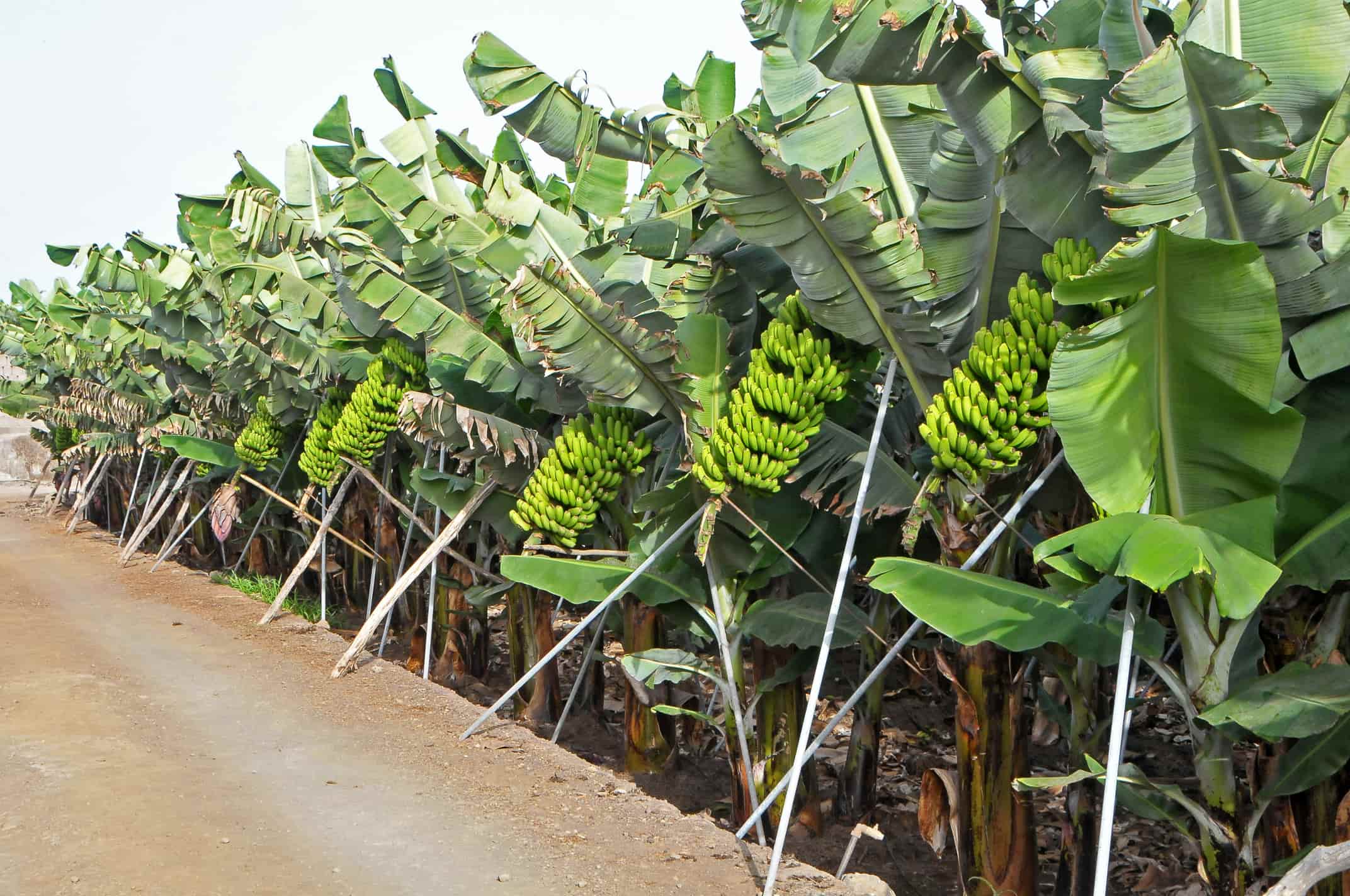 ORSERO: accordo di alleanza strategica per la filiera del platano delle Canarie