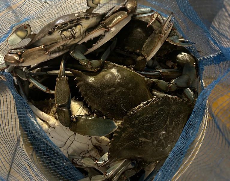 Granchio blu: bene piano interventi, ora misure per far ripartire le imprese