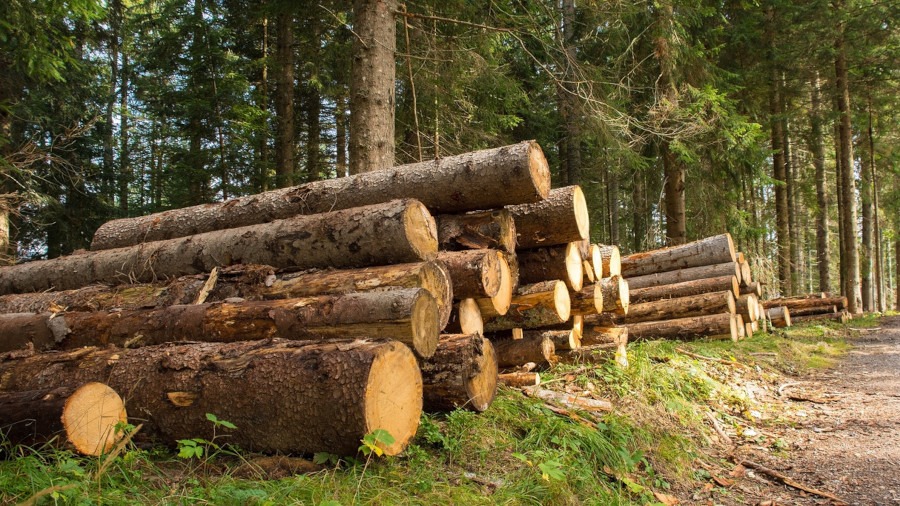 Made in Italy: Urso, 25 mln per filiera del legno e vivaistica forestale