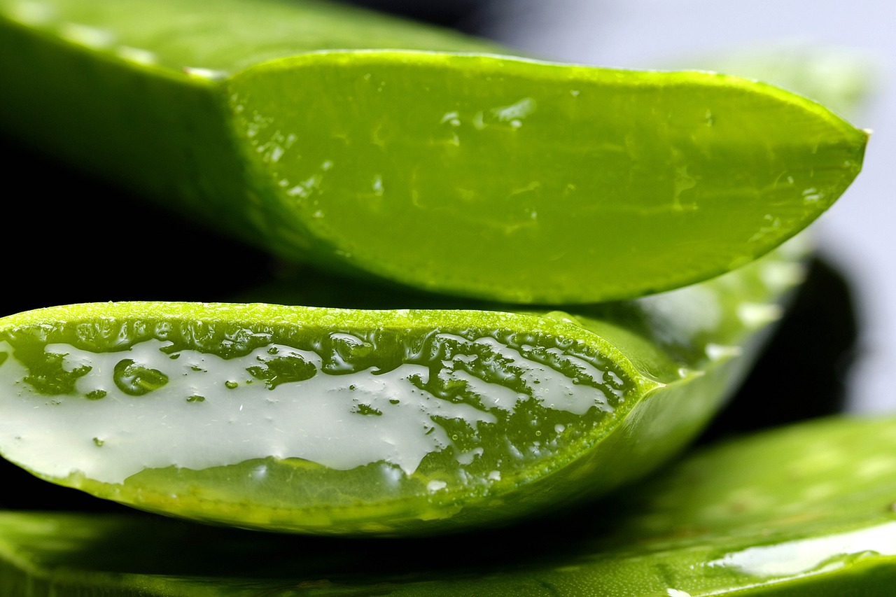 Eboristi: l’Aloe torna in erboristeria, la Corte di Giustizia Europea annulla divieto