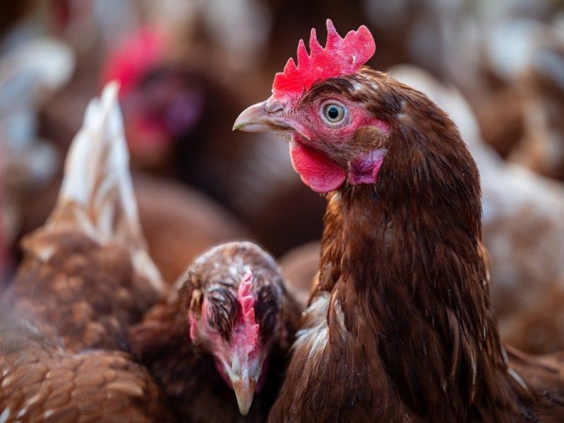 Zootecnia, è emergenza. Confagricoltura chiede attivazione della riserva di crisi UE