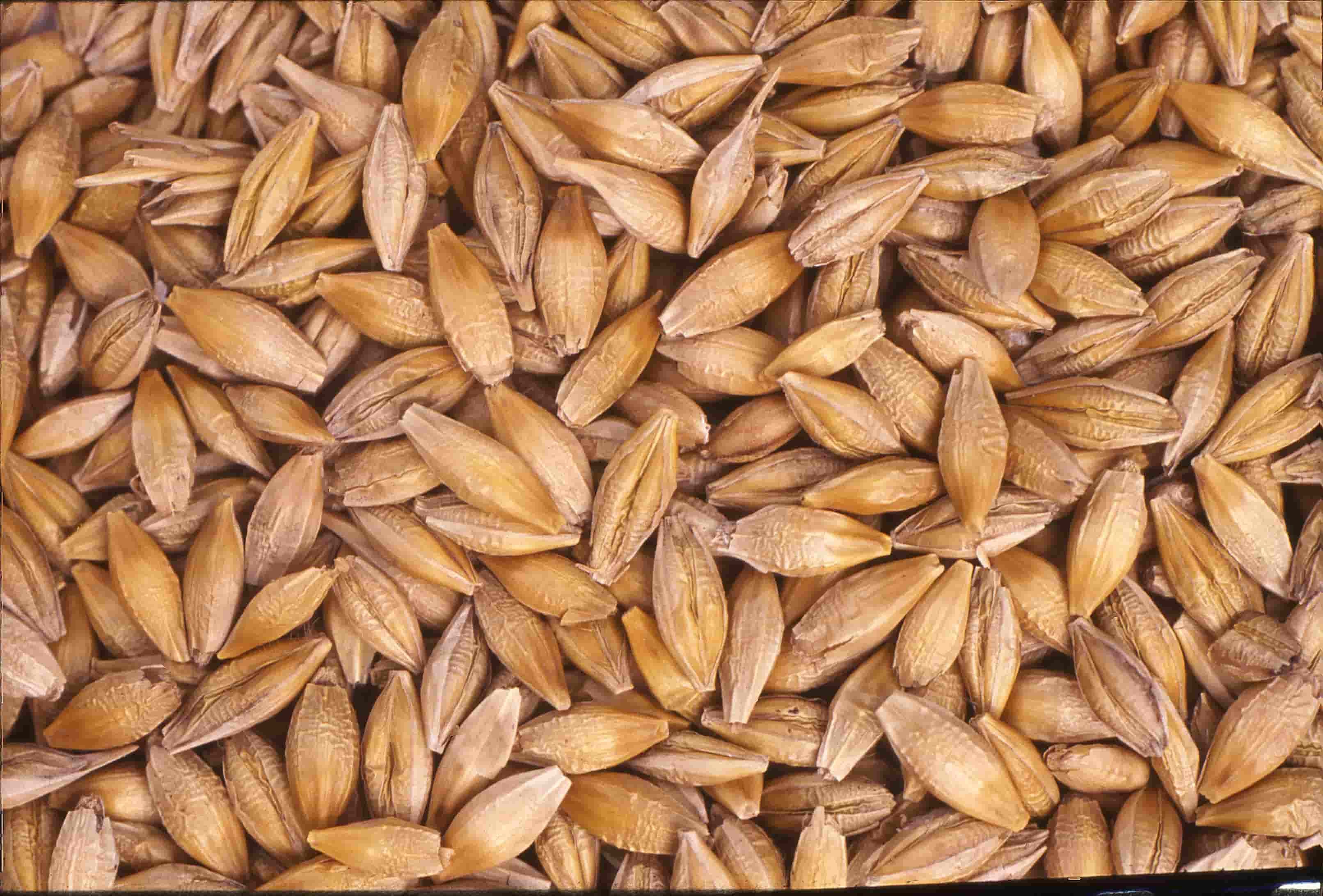 Agricoltura: attivato il primo Tavolo sementiero