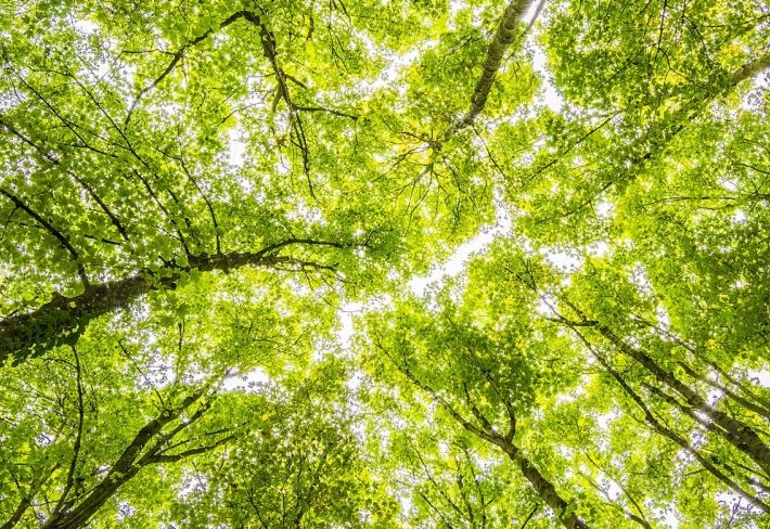 Intesa Sanpaolo nella climate A list di Cdp
